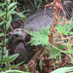 201805 turkey3.jpg